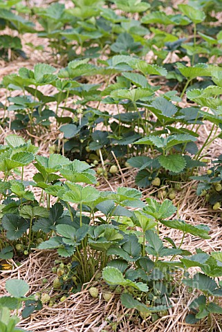 ROWS_OF_STRAWBERRY_PLANTS