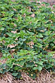 ROWS OF STRAWBERRY PLANTS