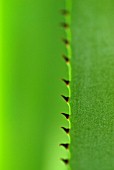 AGAVE VIVIPARA SPIKES