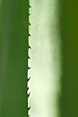 AGAVE VIVIPARA SPIKES