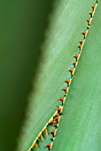 AGAVE ATROVIRENS TEETH