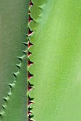 AGAVE ATROVIRENS TEETH