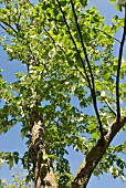 DAVIDIA INVOLUCRATA; HANDKERCHIEF TREE