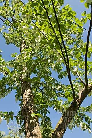 DAVIDIA_INVOLUCRATA_HANDKERCHIEF_TREE