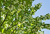 DAVIDIA INVOLUCRATA; HANDKERCHIEF TREE