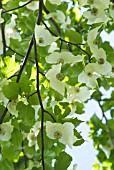 DAVIDIA INVOLUCRATA; HANDKERCHIEF TREE BRACTS