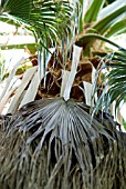 WASHINGTONIA ROBUSTA; FADING THREAD PALM LEAVES