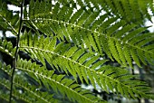 DICKSONIA ANTARCTICA; TREE FERN FRONDS