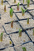 TULIP SHOOTS EMERGING FROM POTS