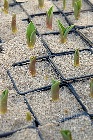 TULIP_SHOOTS_EMERGING_FROM_POTS