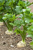 YOUNG CELERIAC