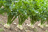 YOUNG CELERIAC