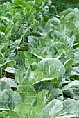 ROW OF CABBAGES WITH NET PROTECTION FROM BIRDS