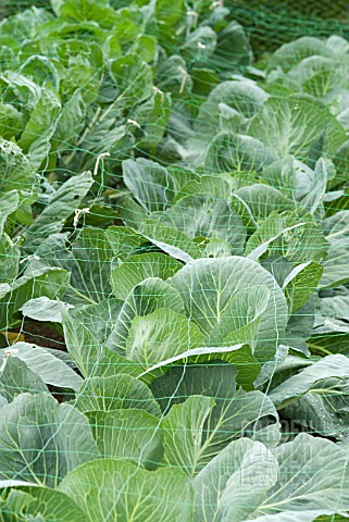ROW_OF_CABBAGES_WITH_NET_PROTECTION_FROM_BIRDS
