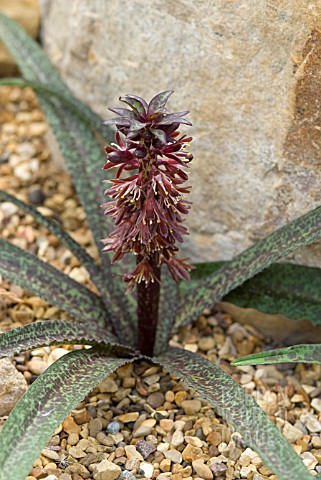 EUCOMIS_VANDERMERWEI