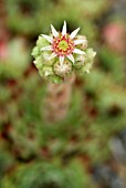 SEMPERVIVUM CALCAREUM SIR WILLIAM LAWRENCE