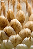 LEUZEA CONIFERA; DETAIL OF FADING FLOWERHEAD