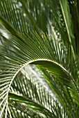 MACROZAMIA MOOREI; CYCAD LEAVES