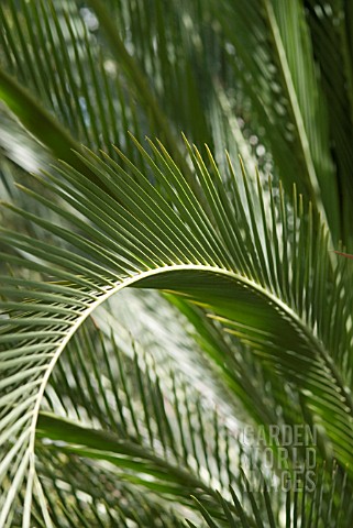 MACROZAMIA_MOOREI_CYCAD_LEAVES