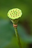 NELUMBO CHAWAN BASU; LOTUS SEED POD