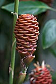 ZINGIBER SPECTABILE; BEEHIVE GINGER FLOWER