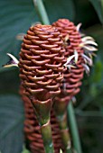 ZINGIBER SPECTABILE; BEEHIVE GINGER