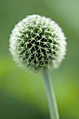 ECHINOPS; GLOBE THISTLE