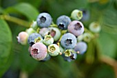 BLUEBERRY BERKELEY FRUIT