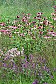 ECHINACEA PURPUREA GREEN EDGE