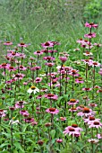 ECHINACEA PURPUREA GREEN EDGE