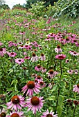 ECHINACEA PURPUREA GREEN EDGE