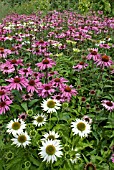 ECHINACEA PURPUREA; WHITE AND PINK CONEFLOWERS