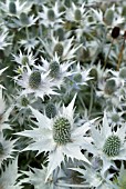 ERYNGIUM; SILVER SEA HOLLY