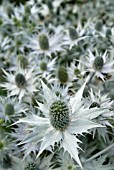 ERYNGIUM; SILVER SEA HOLLY