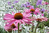 ECHINACEA PURPUREA; PINK CONEFLOWERS