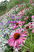 ECHINACEA PURPUREA