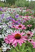 ECHINACEA PURPUREA