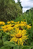 INULA FLOWERS