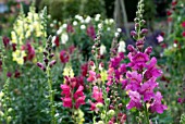 ANTIRRHINUMS; SNAPDRAGONS