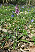 ORCHIS MASCULA; EARLY PURPLE ORCHID