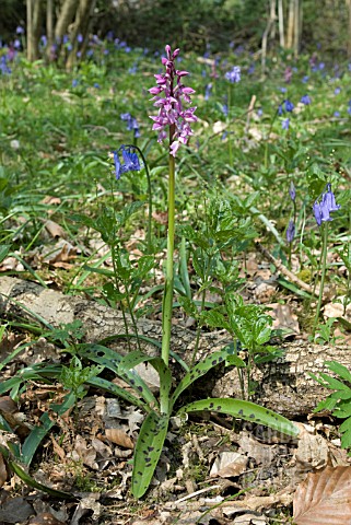 ORCHIS_MASCULA_EARLY_PURPLE_ORCHID