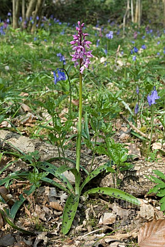 ORCHIS_MASCULA_EARLY_PURPLE_ORCHID