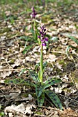 ORCHIS MASCULA; EARLY PURPLE ORCHID