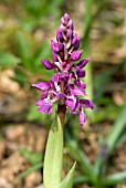 ORCHIS MASCULA; EARLY PURPLE ORCHID