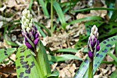 ORCHIS MASCULA; EARLY PURPLE ORCHID