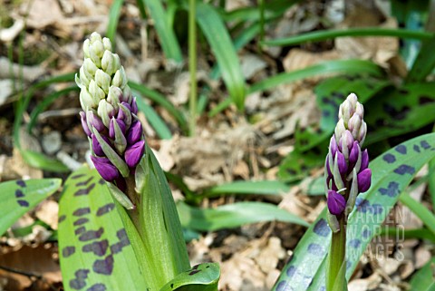 ORCHIS_MASCULA_EARLY_PURPLE_ORCHID