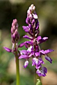 ORCHIS MASCULA; EARLY PURPLE ORCHID