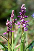 ORCHIS MASCULA; EARLY PURPLE ORCHID