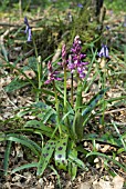ORCHIS MASCULA; EARLY PURPLE ORCHID