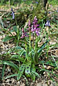 ORCHIS MASCULA; EARLY PURPLE ORCHID